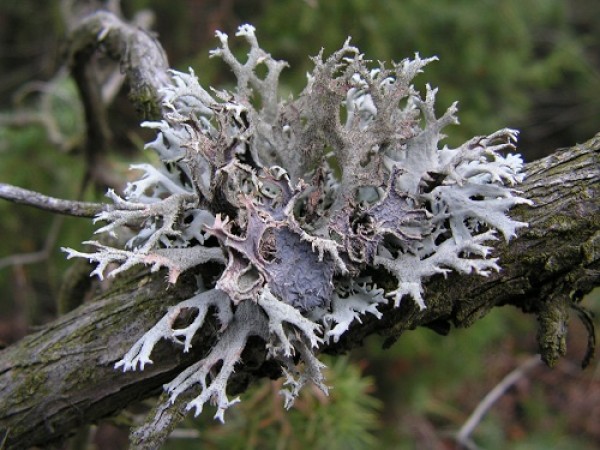 HerbAnatolia