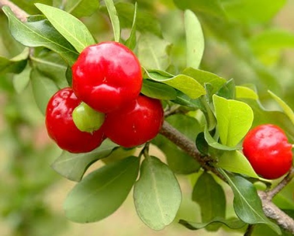 HerbAnatolia